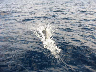 delfini