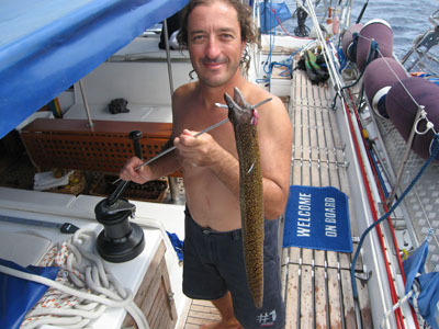 murena